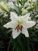 [4288 Sisto VWS No02.JPG]